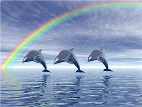 Dolphin Fusion Web
              Design